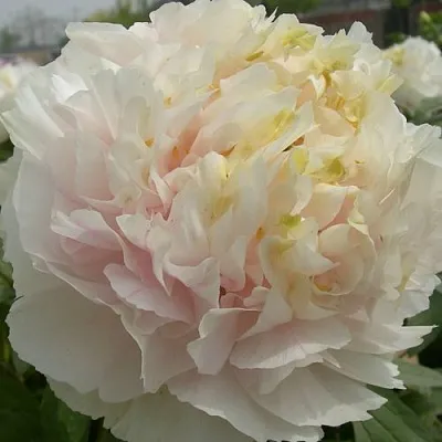 Пион ЗОЛОТОЙ ИЗУМРУД древовидный  Пион ЗОЛОТОЙ ИЗУМРУД древовидный в Перми