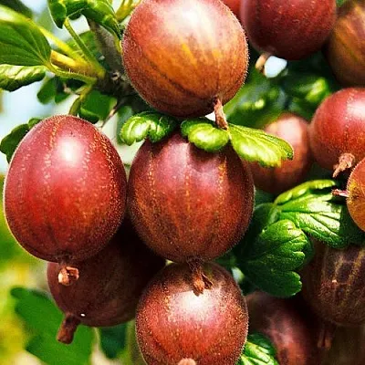 Крыжовник ШЕРШНЕВСКИЙ  Крыжовник ШЕРШНЕВСКИЙ в Перми