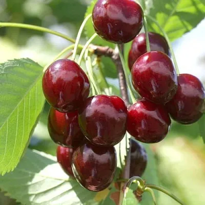 Черешня ОВСТУЖЕНКА  Черешня ОВСТУЖЕНКА в Перми