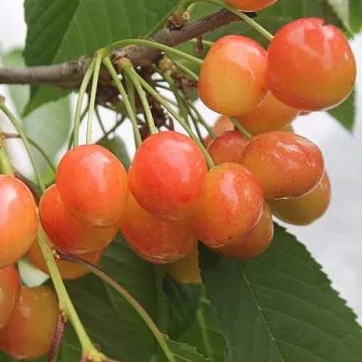 Черешня СЕВЕРНАЯ  Черешня СЕВЕРНАЯ в Перми