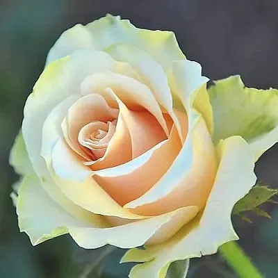 Саженцы роз ТАЛЕЯ чайно-гибридная в Перми