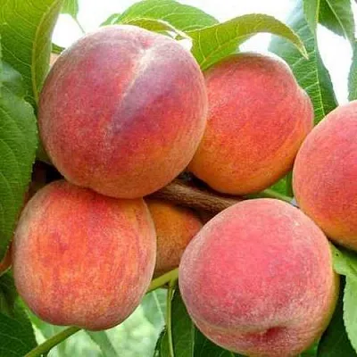 Персик ФЛЕМИНГ ФЬЮРИ  Персик ФЛЕМИНГ ФЬЮРИ в Перми