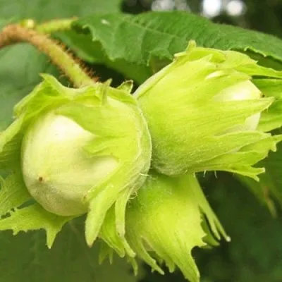 Фундук КАТАЛОНСКИЙ в Перми