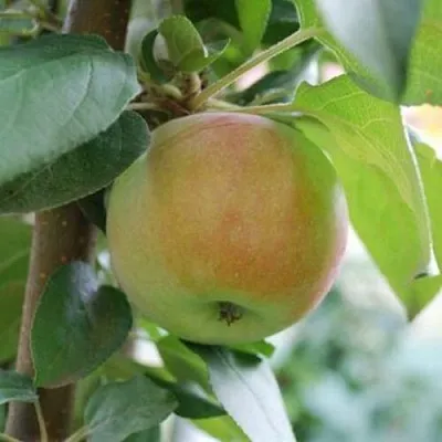 Яблоня ПОДСНЕЖНИК стелющаяся  Яблоня ПОДСНЕЖНИК стелющаяся в Перми