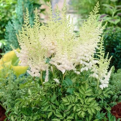 Астильба МИЛК ЭНД ХАНИ китайская в Перми