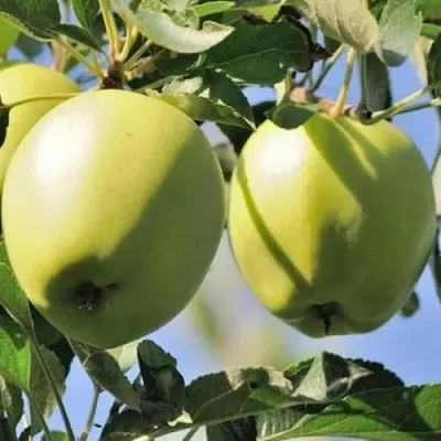 Яблоня САХАРНАЯ  Яблоня САХАРНАЯ в Перми