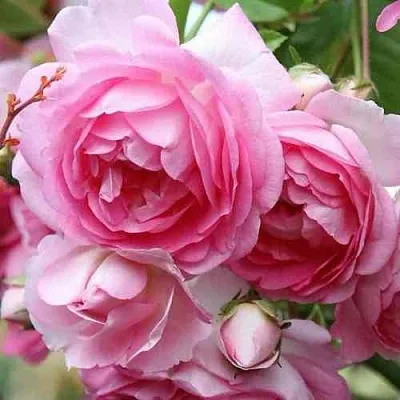 Саженцы роз ЖАСМИНА плетистая  Саженцы роз ЖАСМИНА плетистая в Перми