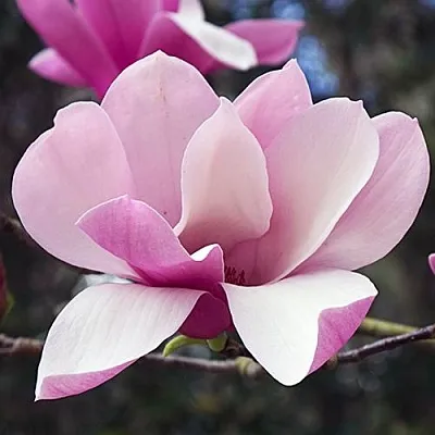 Магнолия РИККИ  Магнолия РИККИ в Перми