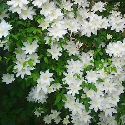 Клематис ТОКИ  Клематис ТОКИ в Перми