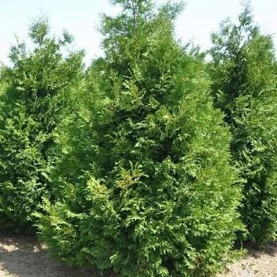 Туя ВАКСЕН западная  Туя ВАКСЕН западная в Перми