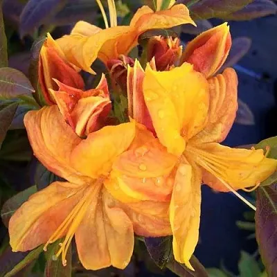 Азалия КЛОНДАЙК листопадная  Азалия КЛОНДАЙК листопадная в Перми