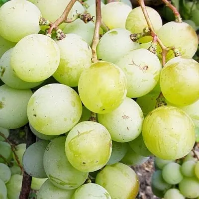 Виноград КЕША МУСКАТ  Виноград КЕША МУСКАТ в Перми