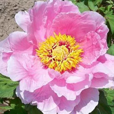 Пион МАРАМАЦУ-ЗАКУРА древовидный  Пион МАРАМАЦУ-ЗАКУРА древовидный в Перми