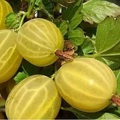 Крыжовник ЯРОВОЙ  Крыжовник ЯРОВОЙ в Перми