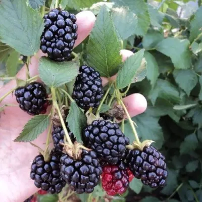 Ежевика ОУАЧИТА бесшипная — описание сорта Ежевика ОУАЧИТА бесшипная в Перми