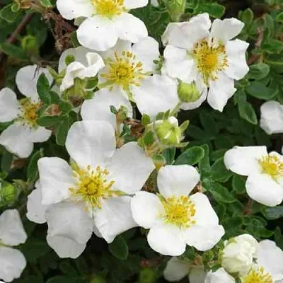 Лапчатка ТИЛФОРД КРИМ кустарниковая  Лапчатка ТИЛФОРД КРИМ кустарниковая в Перми