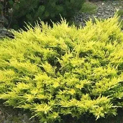 Можжевельник ЛАЙМ ГЛОУ горизонтальный в Перми