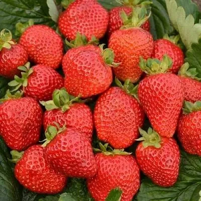 Клубника САН АНДРЕАС ремонтантная  Клубника САН АНДРЕАС ремонтантная в Перми