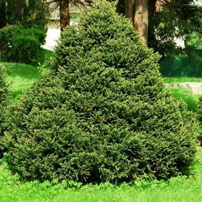 Ель ОЛЕНДОРФИ обыкновенная  Ель ОЛЕНДОРФИ обыкновенная в Перми