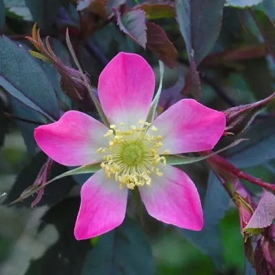 Саженцы роз сизая — описание сорта Саженцы роз сизая в Перми