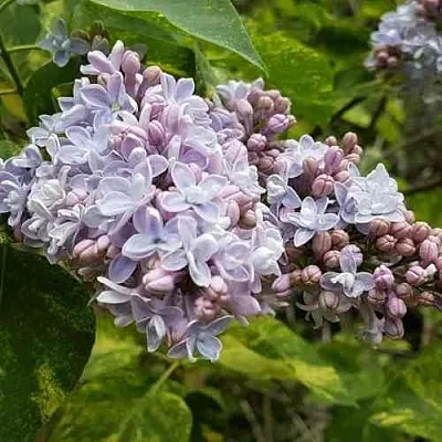 Сирень АУКУБАФОЛИЯ  Сирень АУКУБАФОЛИЯ в Перми