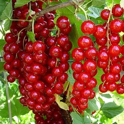 Смородина красная ЙОНКЕР ВАН ТЕТС  Смородина красная ЙОНКЕР ВАН ТЕТС в Перми