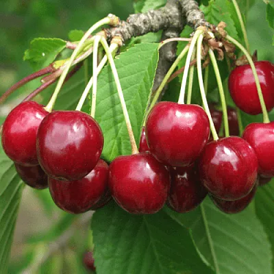 Черешня ГРОНКОВАЯ  Черешня ГРОНКОВАЯ в Перми