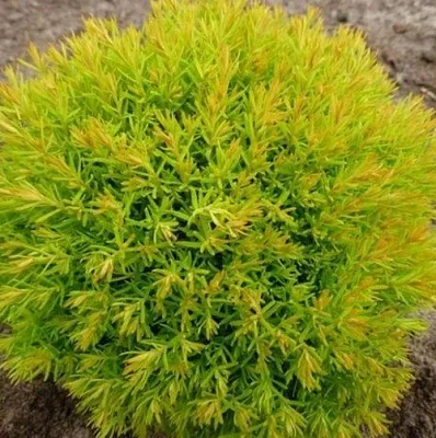 Туя АННИЕК западная  Туя АННИЕК западная в Перми