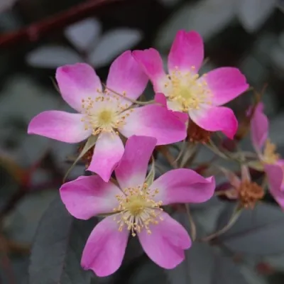 Саженцы роз сизая — описание сорта Саженцы роз сизая в Перми