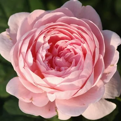 Саженцы роз КУИН ОФ СУИДЕН английская  Саженцы роз КУИН ОФ СУИДЕН английская в Перми