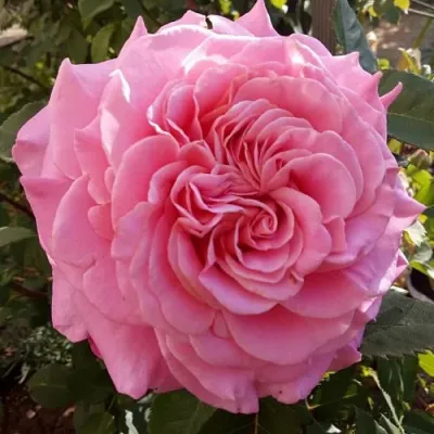 Саженцы роз ЭШЛИ чайно-гибридная — описание сорта Саженцы роз ЭШЛИ чайно-гибридная в Перми