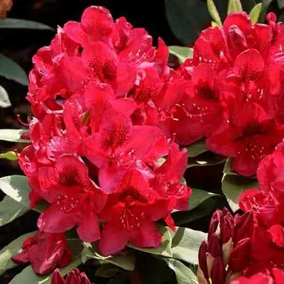 Рододендрон МАТАДОР  Рододендрон МАТАДОР в Перми