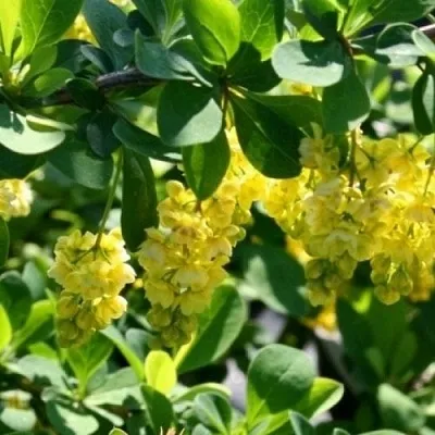 Барбарис ИНДИАН САММЕР   Барбарис ИНДИАН САММЕР  в Перми