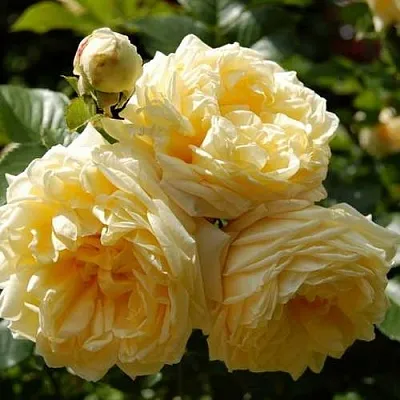 Саженцы роз НАДЯ МЕЙДИЛАНД почвопокровная  Саженцы роз НАДЯ МЕЙДИЛАНД почвопокровная в Перми