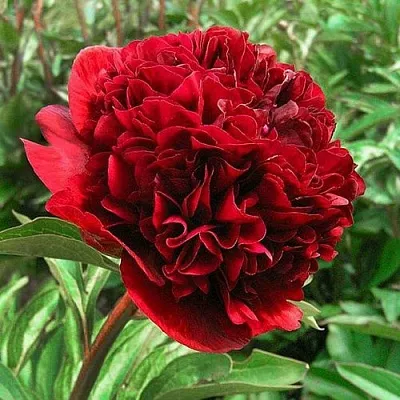 Пион РЕД ГРЕЙС травянистый  Пион РЕД ГРЕЙС травянистый в Перми