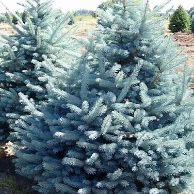 Ель ГЛАУКА колючая  Ель ГЛАУКА колючая в Перми
