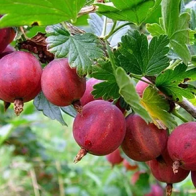 Крыжовник КРАСНОСЛАВЯНСКИЙ  Крыжовник КРАСНОСЛАВЯНСКИЙ в Перми