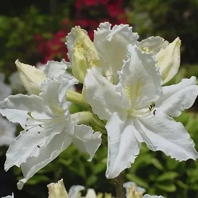 Азалия ОКСИДОЛ листопадная  Азалия ОКСИДОЛ листопадная в Перми