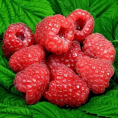 Саженцы малины оптом  Саженцы малины оптом в Перми