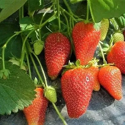 Клубника РОКСАНА  Клубника РОКСАНА в Перми