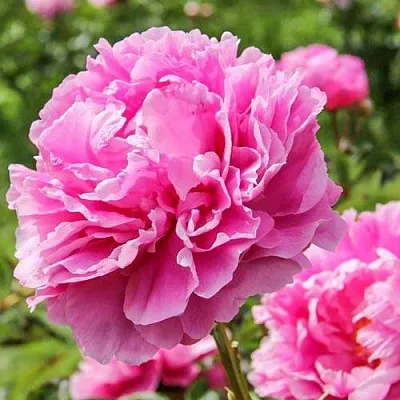 Пион АЛЕКСАНДР ФЛЕМИНГ травянистый  Пион АЛЕКСАНДР ФЛЕМИНГ травянистый в Перми