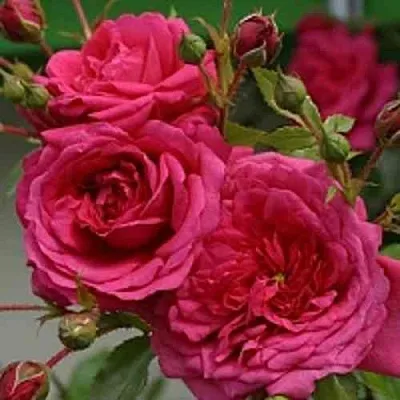 Саженцы роз ЛАГУНА плетистая  Саженцы роз ЛАГУНА плетистая в Перми