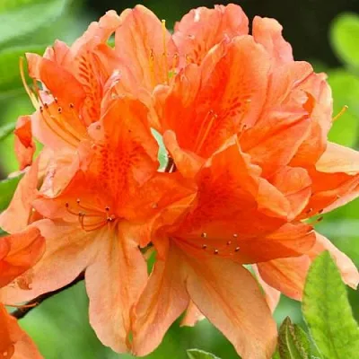 Азалия ГЕЙША ОРАНЖ японская  Азалия ГЕЙША ОРАНЖ японская в Перми