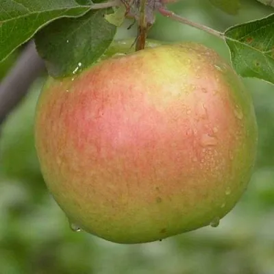 Яблоня БРЯНСКОЕ ЗОЛОТИСТОЕ  Яблоня БРЯНСКОЕ ЗОЛОТИСТОЕ в Перми