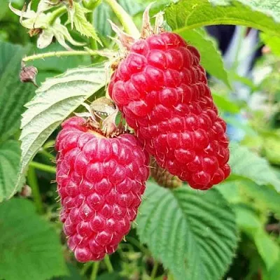 Малина ПШЕХИБА  Малина ПШЕХИБА в Перми