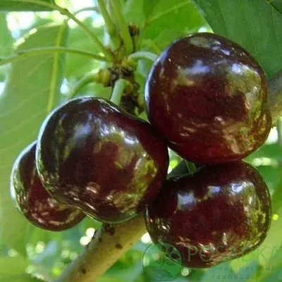 Черешня СВИТХАРТ  Черешня СВИТХАРТ в Перми