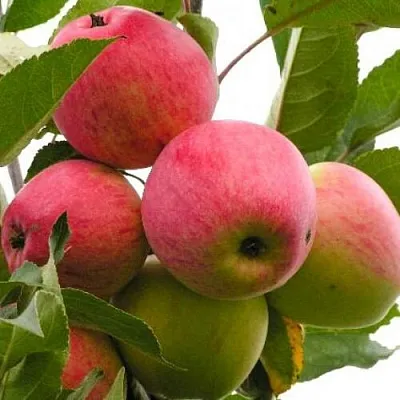 Яблоня МЕЧТА  Яблоня МЕЧТА в Перми