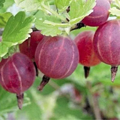 Крыжовник РАВОЛТ  Крыжовник РАВОЛТ в Перми