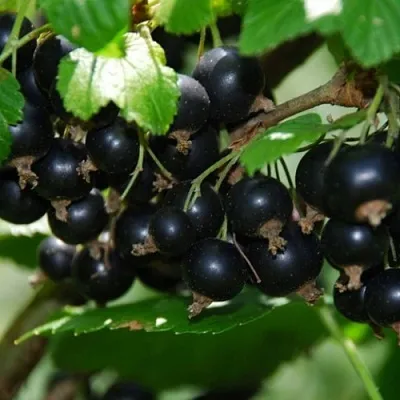 Смородина черная ГЛОБУС в Перми