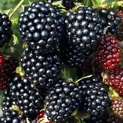 Ежевика ЭВЕРГРИН бесшипная в Перми